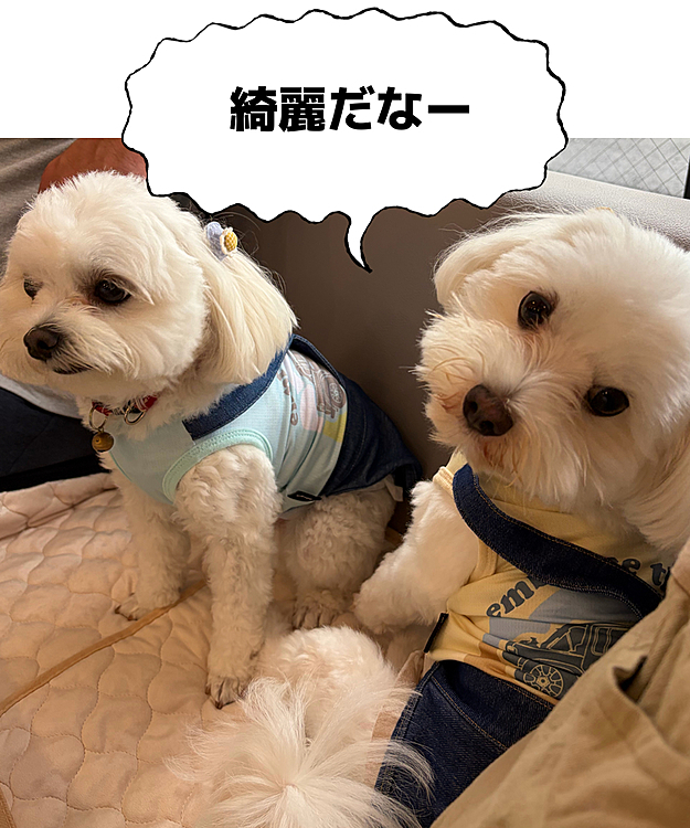 できたばかりのドックカフェに行きました♪クッズもその場で作成してくれるところで、ご飯も美味しかったです☺️