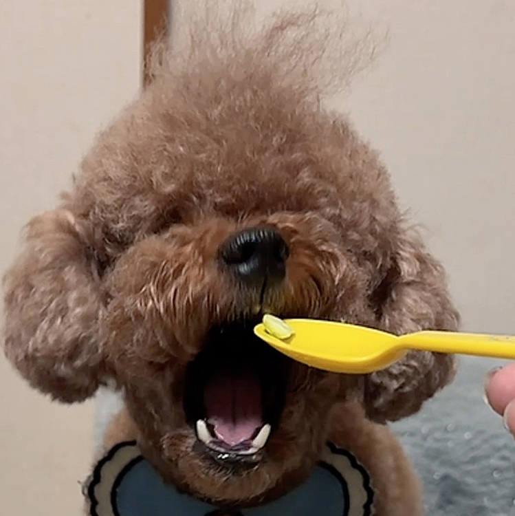 あーん

枝豆🫛をこのくらい小さくしてもらえます





