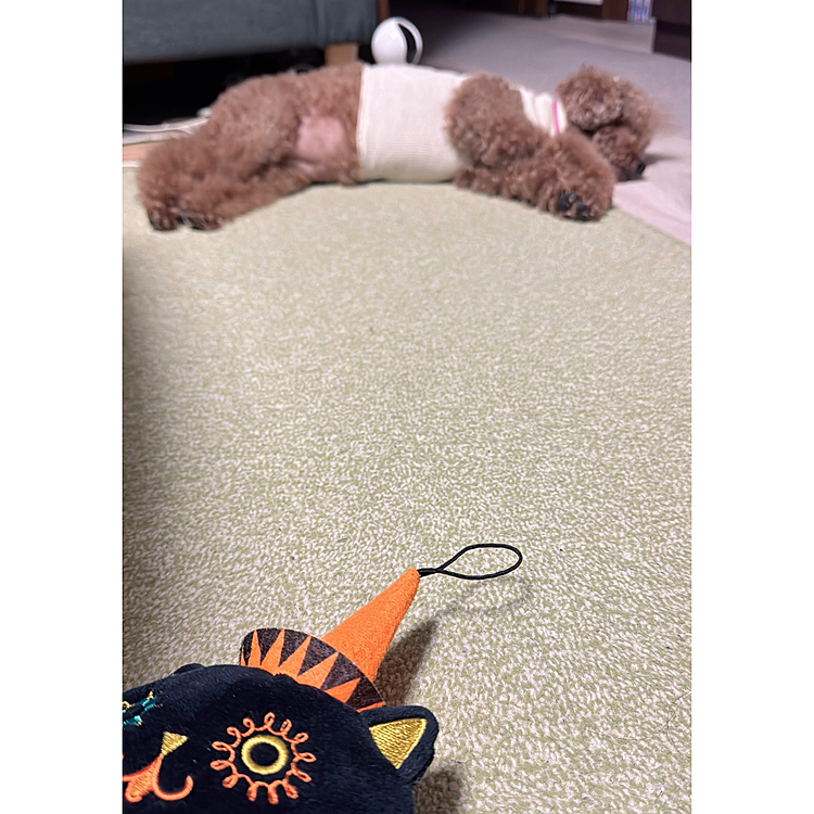お洋服じゃなくて、包帯

首のところのしこりを切除してきました

硬くなってきてるし、３つに増えてるし

少しずつ大きくなってきているし

生検に出しました

手前のパペットにピント合ってる

これはカルディのハロウィンパペットぬいぐるみ

ライちゃん結構気に入って遊んでます

この日はクゥンって痛いみたいでご飯以外元気なかったです




