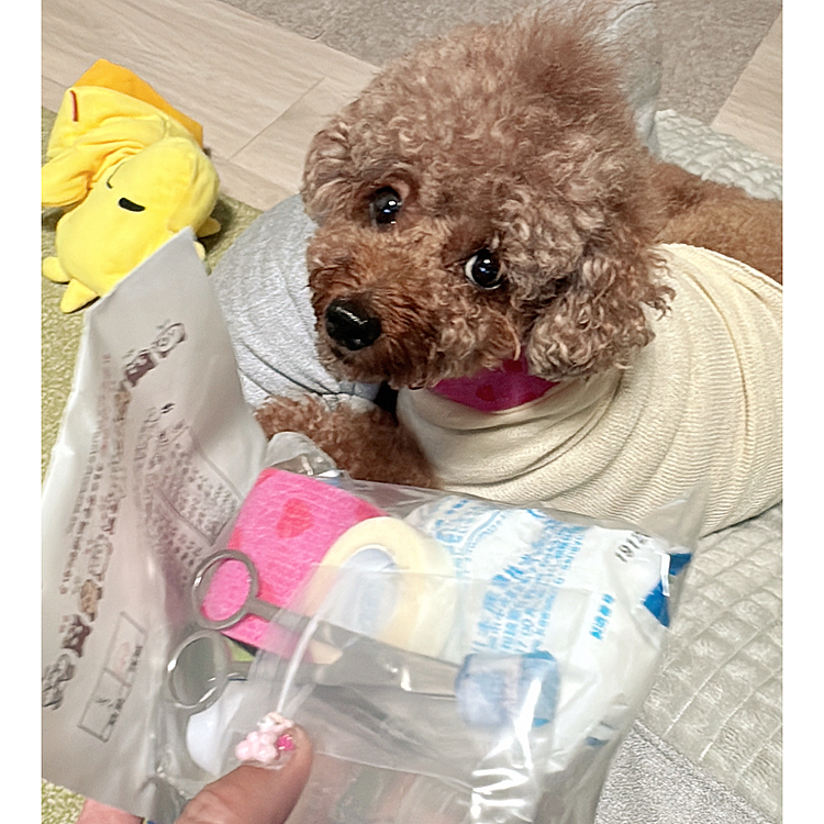 消毒と抗生物質、毎日がんばります

飼い主の薬は忘れても

愛犬の薬は忘れないよね😅

食欲あるし、抗生物質もお腹に影響ないみたいです




