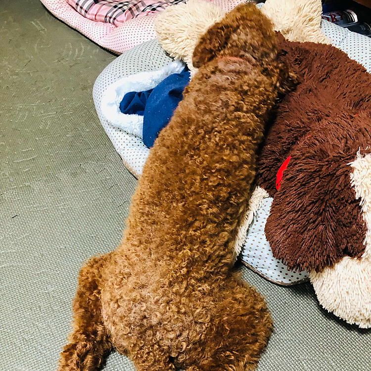 世界一可愛い唐揚げ🍗