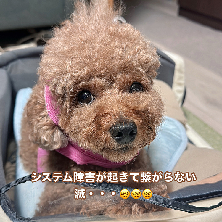 ＪＣＯＭのシステム障害でサーバー繋がらなかったです

ニュースになるかな？

かなり長い間・・・

Xは普段見ないのですが、繋げる裏ワザ載ってて

繋げることができました

明日テレワークなのにどーしよー💦とおもっちゃったよ

服のような包帯は暑そうなので

お耳に引っかかる巻き方にしてみました


