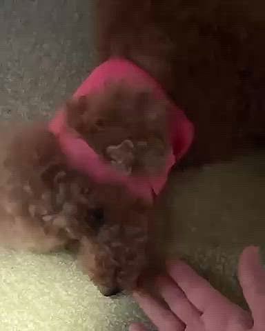 今日で術後丸4日経ってるんだけど

まだまだヒヨヒヨなライちゃん

触らないと痛くないと思うけど

3日間はリビングで一緒に寝たんだけど

ママの方が背中とか痛くなっちゃったよ💦







