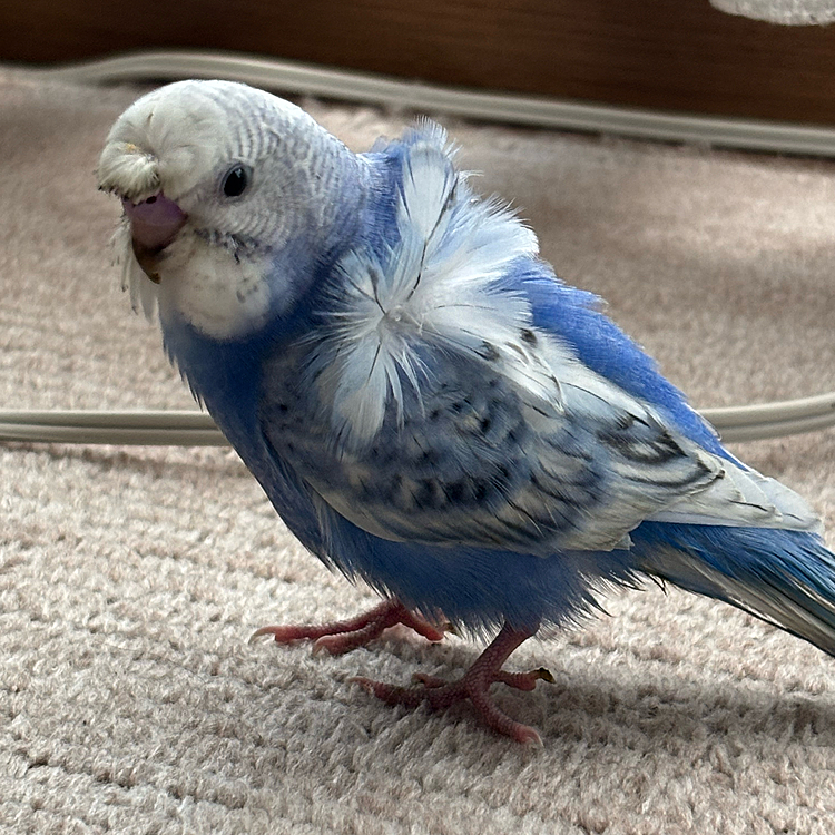 はじめまして、ななです！
最近、インコを飼いはじめました。
羽衣セキセイインコの「ピーちゃん」です。
よろしくお願いします🩵🪽