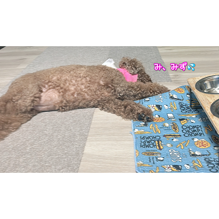 本当に行き倒れてるわけではないです

ここで寝てたから😅

お腹が見えてなんか笑える





