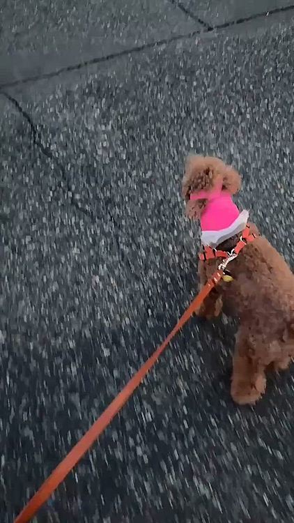 お散歩、ちょっと暗くなってから

ただ歩く動画です

お散歩わんことたくさんすれ違うんだけど

あんた怪我してんだから積極的に行かなくていい！

消毒のときとかシオシオなのに

お散歩のときはいつもの元気なライちゃん

花粉もあるし、傷口に入る恐れがあるので

お散歩は控えめにって言われてるけど

元気😆😆😆

やっぱり傷口にアレルゲンは良くないということなんですかねー？？？






