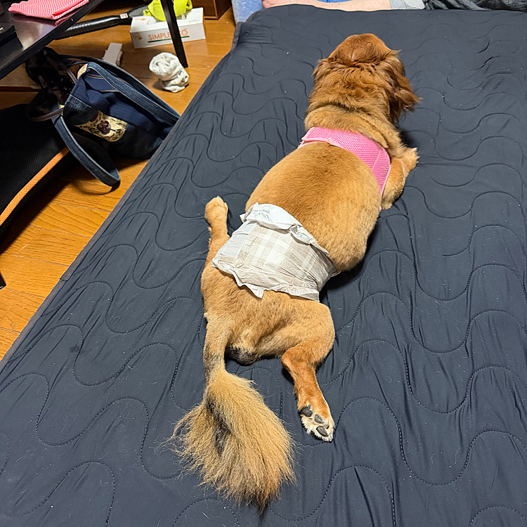 ココﾁｬﾝ🐶のこの後ろ足…痛いとか無いのかな⁉️😅😅😅