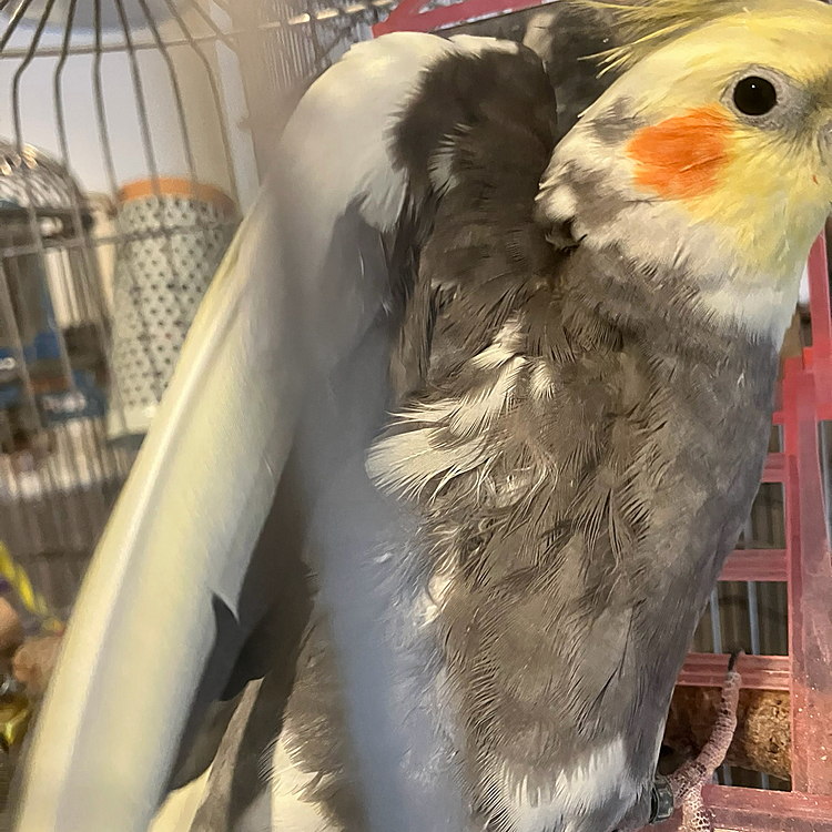 オカメインコの脇です
脇だけちょっと癖毛