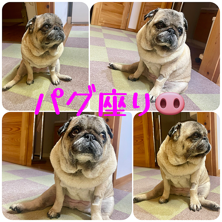 お尻ペターん🍑
パグ座りでママさんを見つめてます🐽