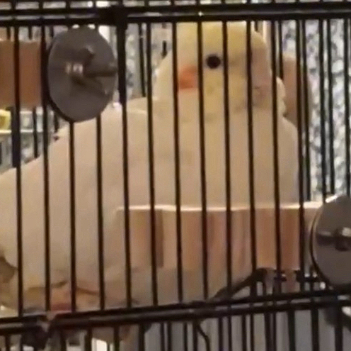 眠くてふくらんでるもんちゃん