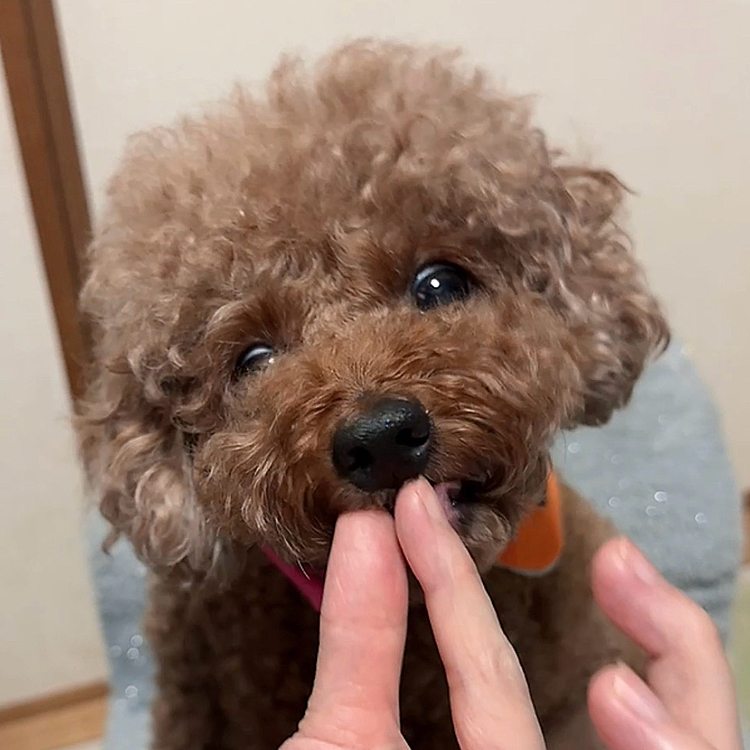目をむいてもらってるのは

お寿司の上にのったカニです

見えないほどのほんのちょっと😅もらって

ハフハフしてる🤣

カニ好きねー😅

検査結果が良性だったので(あぁよかった💦)

快気祝い😆

小指ほどもないカニのご褒美🤣🤣🤣




