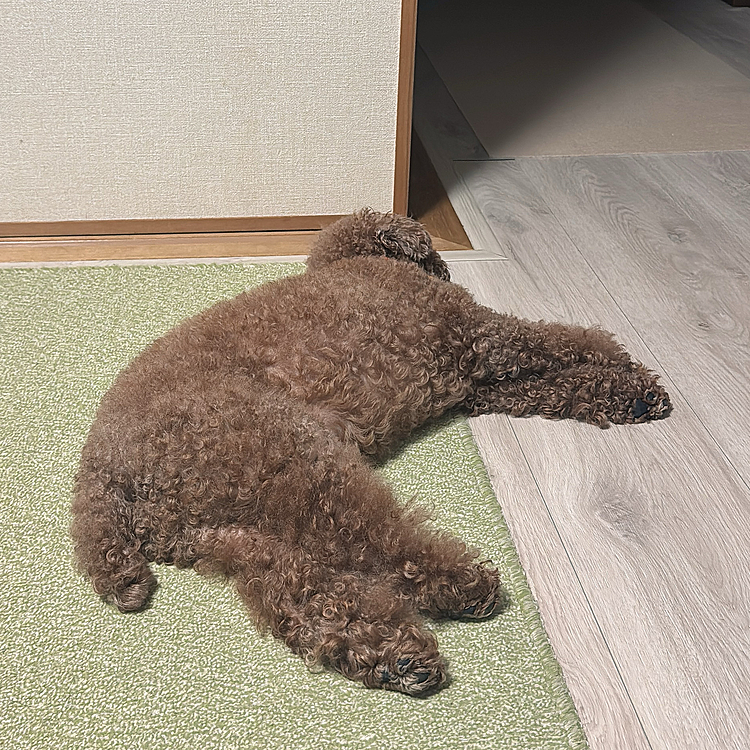 結局１時間半待たされて

処置とかカイカイの注射したりで

２時間かかりました💦

精神的にも疲れたみたいで

グーグー寝てます



