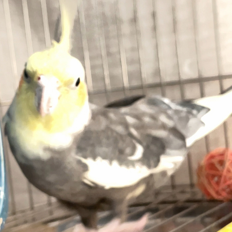 鳥籠近づいたら来た