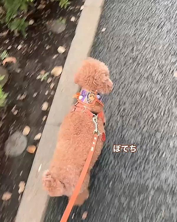 ぽてち、ぽてちって歩くライちゃん

気になる臭いに戻る時は早っ


ここはツツジ🌺の木なんだけど

稲科の草も生えているところは

引っ張って「だめだよ」ってしなくちゃいけなくて

ちょっと可哀想なんだけど

猫じゃらしとか稲ぽいもの成ってる草は要注意

散歩から帰ると全身濡れタオルで拭かれ

チリチリになっちゃってます






