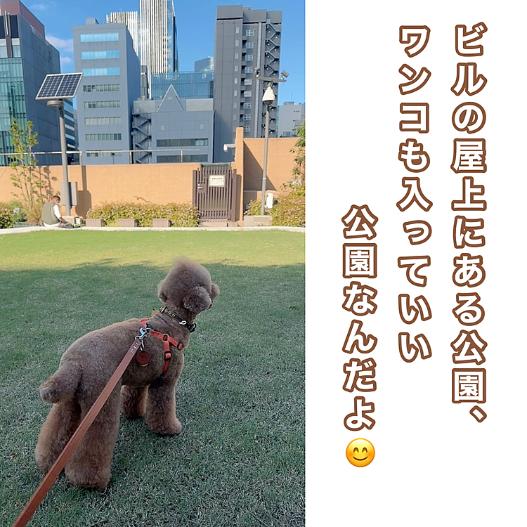 ウチの前の公園がワンコNGなのに

ビルの上の公園がOKっていいよね！

リードは離せないけど

静かな公園なんです

トリミングの後の散歩に行きました




