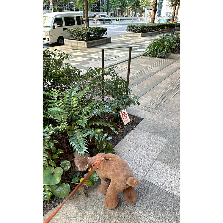 トリミング後のおちり❤️

東京駅までお散歩で歩きました





