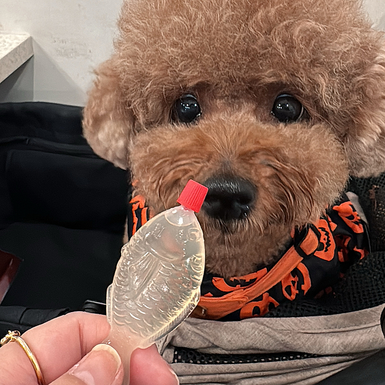 なんじゃこりゃ？って見てますが

夜ご飯を串カツ田中に行きまして

金魚テキーラです

チューっと飲むの






