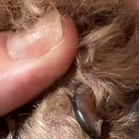 ライちゃんの手術した良性のしこりは

毛包漏斗部角化棘細胞腫というものでした

ライちゃんは角栓がしょっちゅう出来るし

それが皮膚の中に出来るんだと思います

で、この爪の付け根に出来る垢

トリミング前にこうなってる

油性脂漏症というものらしいです

こうなるタイプだから皮膚にも出来やすいんだろーなーと思いました

このときは赤ちゃんのお尻拭きで爪を拭きまくり取りました




