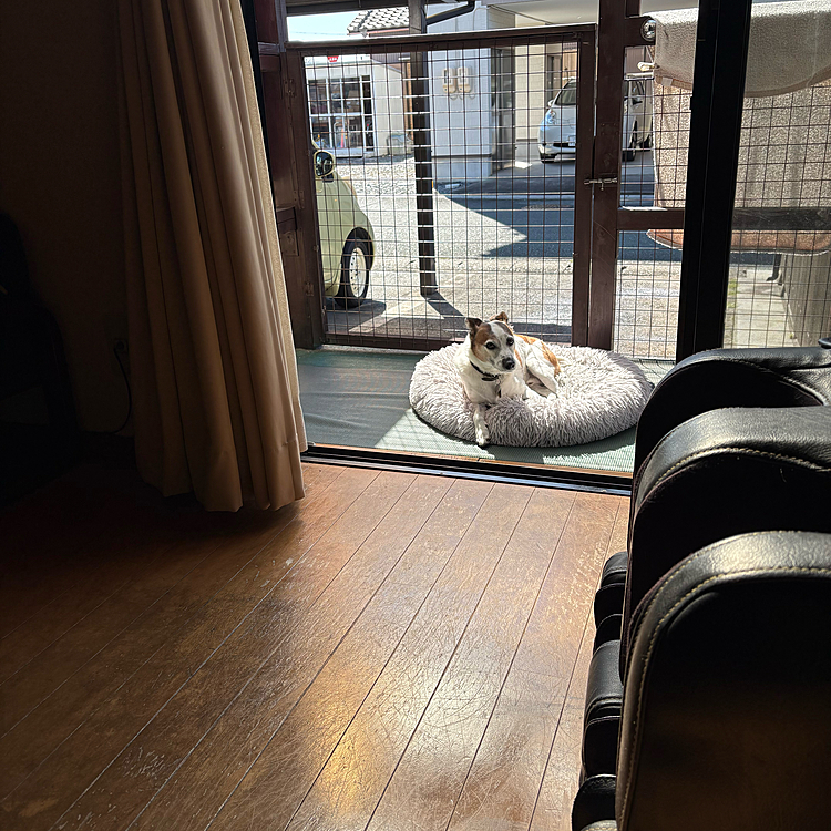息子のいる部屋はクーラーかかって寒かったようで日向ぼっこしてる🤭