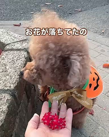 アゴクイされた動画です

ママの手先は絆創膏だらけ

セルフジェルネイルの影響で爪のダメージ酷くて

痛いんです

伸びても伸びても薄くてボロボロしてます

いつまで絆創膏するんだろ💧

百均で絆創膏3箱買いました

両手だし

指紋付かないよー





