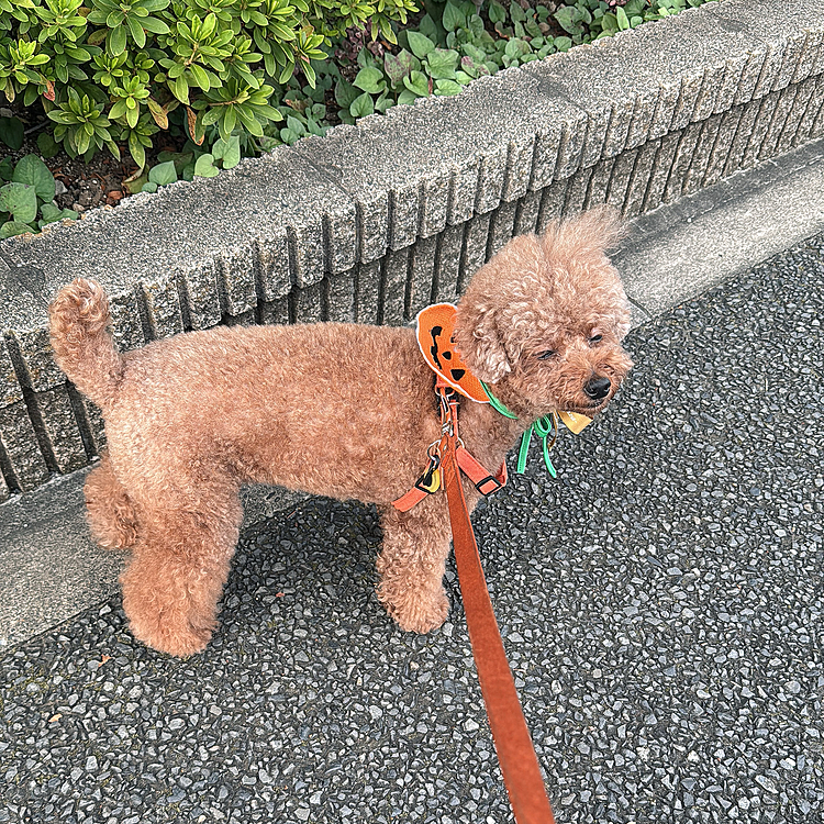 ちょうど瞬きしたとき、ヒヨコみたいな目

眠たい時もこの目になって

なんだか笑いそうになっちゃう





