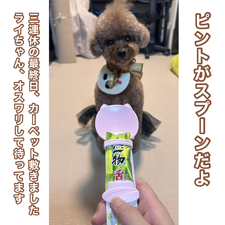 スプーンが思ってたより大きい！

宅配便を受け取って玄関を背中にして

振り返ったら、チッコ臭ーい😫

お漏らしではなく

チッコしたとき踏んだあんよで歩いてて

飼い主ずーっと気づかず

宅配便の人はチッコ臭い家だと思っただろうに

気づいた次の日にはカーペット届いて

貼り替えました





