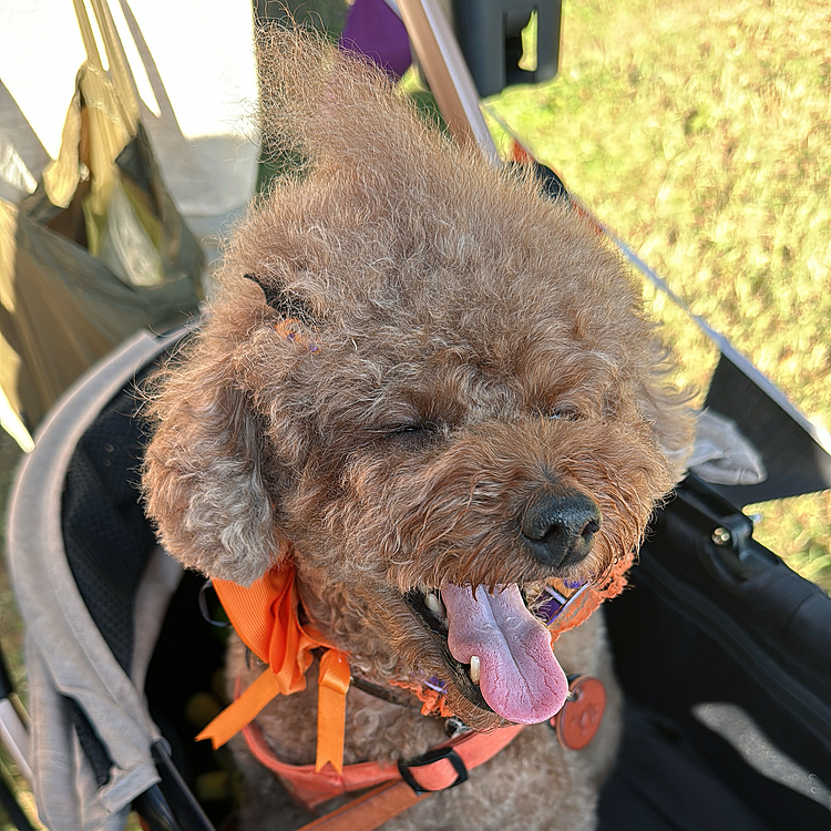 暑かった、にゃはー！

日焼けによる疲労をした飼い主

ライちゃんは暑さを心配したけど大丈夫でした

結構お洋服着てるわんちゃん多かったけど

みんな熱中症大丈夫だったかな？と心配しました







