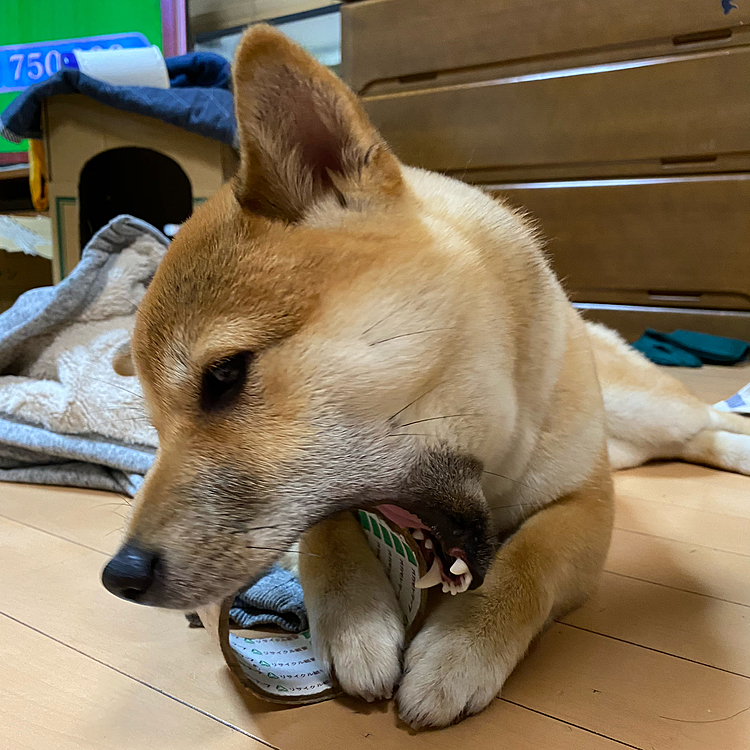 そんなチャコさん、帰ってきたらガムテープの芯（少しテープも残ってるんだけど）をガジガジ、夢中です。顎が外れるんじゃないかと心配になるくらいでした。
そして夜、いつもの通りとーさんに触られていたら、『あれ？なんやこのこぶ』と言うとーさん。首の後ろにボッコリ点滴後みたいなコブが…。痛くもなさそうだけど、心配なので明日は病院です。何もないといいなぁ。