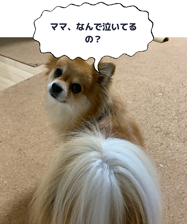 本人は平気そうなんですが、あんなに尻尾を持ってかれたら、なくなっちゃう😭😭
なので、テーブル買い替えます❗️
凛の尻尾には代えられない💦
布などで保護したら凛が噛んじゃうし😔