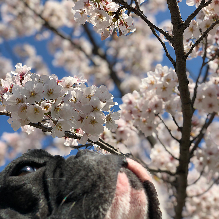 まろ地方、ほとんど桜は散ってしまいましたが、お散歩コースに満開の桜の木が1本ありました😀