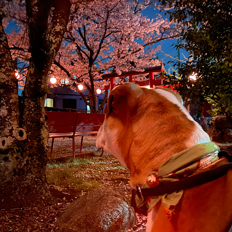 散歩の途中に夜桜を楽しみました🌸

