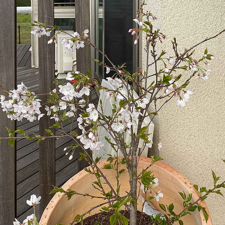 我が家のミニ桜がようやく咲き始めました🌸