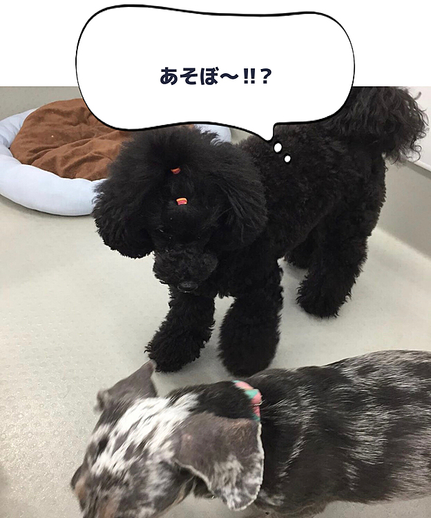 ラナは昨日は幼稚園❣️
お友達と遊べてる⁉️かな😁