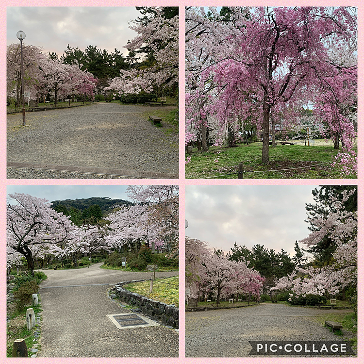 円山公園へ早朝行ってきました😊
曇ってましたが、満開でとても綺麗でした🌸
朝6時に着くように行ったので、人がほとんどいなくと、桜を楽しめました🥰