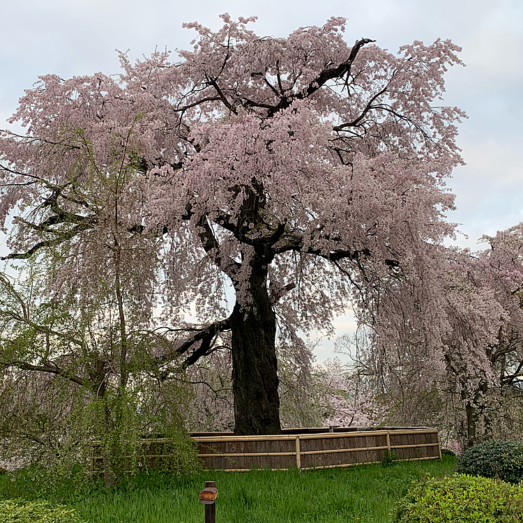 円山公園の目玉。枝垂れ桜です🌸
綺麗です✨