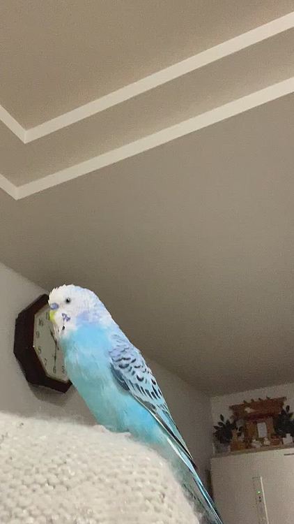 まだハッキリとは聞こえませんが、リンチャン、シエル❣️って言ってます😊
欲目かな😅