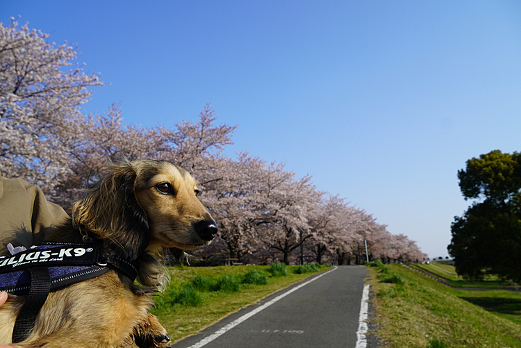 2020/4/4(土)
昨日は近くの河川敷広場に早朝散歩に行ってきました。
桜🌸満開過ぎてますが、まだキレイです。
サクラソウも咲いていました💕