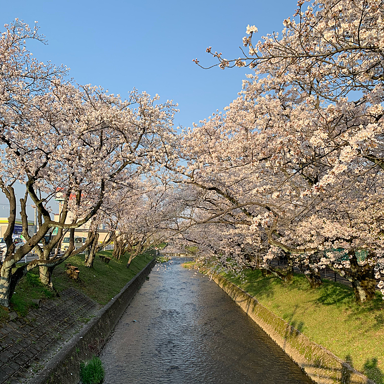 いつもの年なら、花見客でごった返してますが
今年は、露店も出ていませんし、夕方ということもあり人もまばらでした…
こうして静かに桜を眺めるのも🌸良いなぁ…☺️
