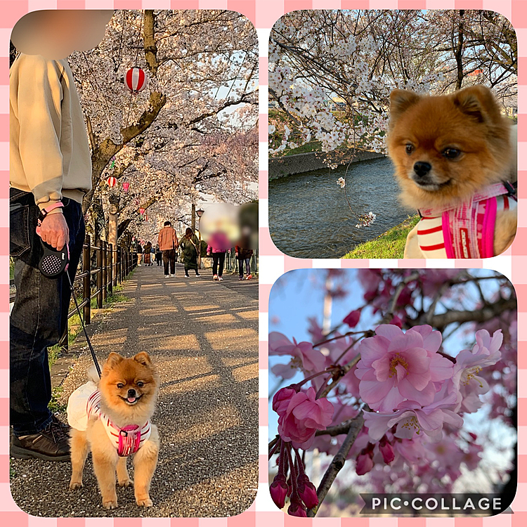 桜が綺麗だねぇ