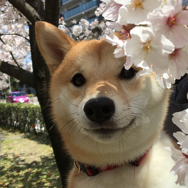 せつ「桜🌸を見に行ったよ〜
           桜の花びらっておいしいよねぇ」
桜通りに行って写真を撮るとき花びら食べちゃって大変でした💦笑笑
