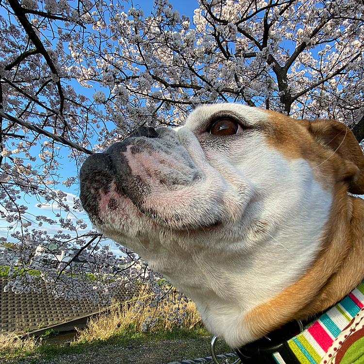 今日も肌寒い中、桜が散る前に見てきました🌸
今日はお友達がいなかったので、落ち着いて見ることができました😊