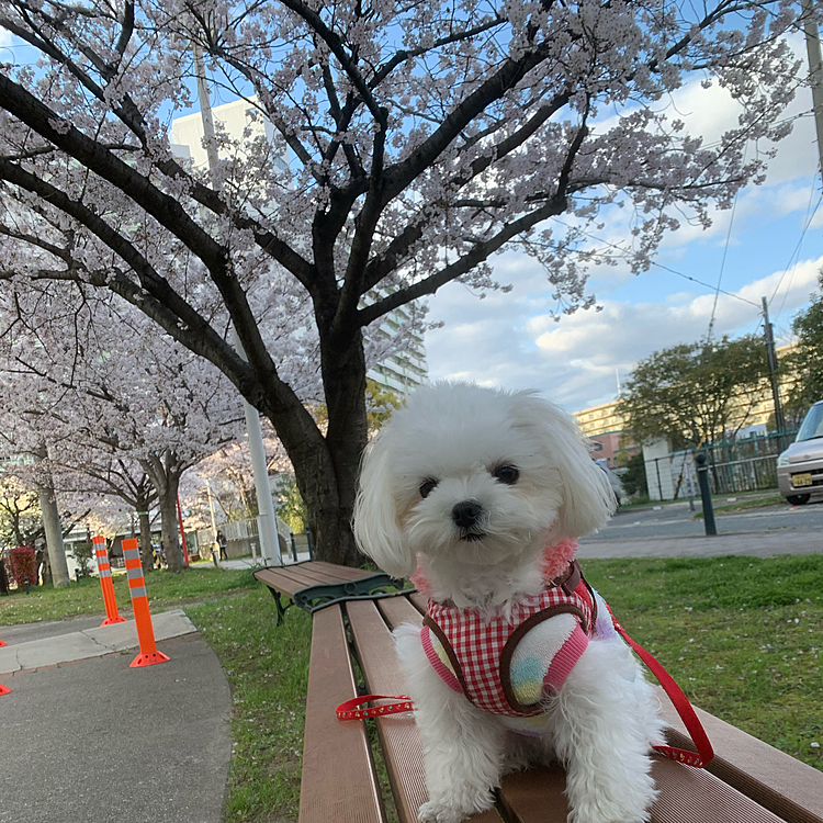 桜が綺麗に咲いて良い場所があったので撮影♪
連写したおかげでなんとか上手いこと撮れたー😅