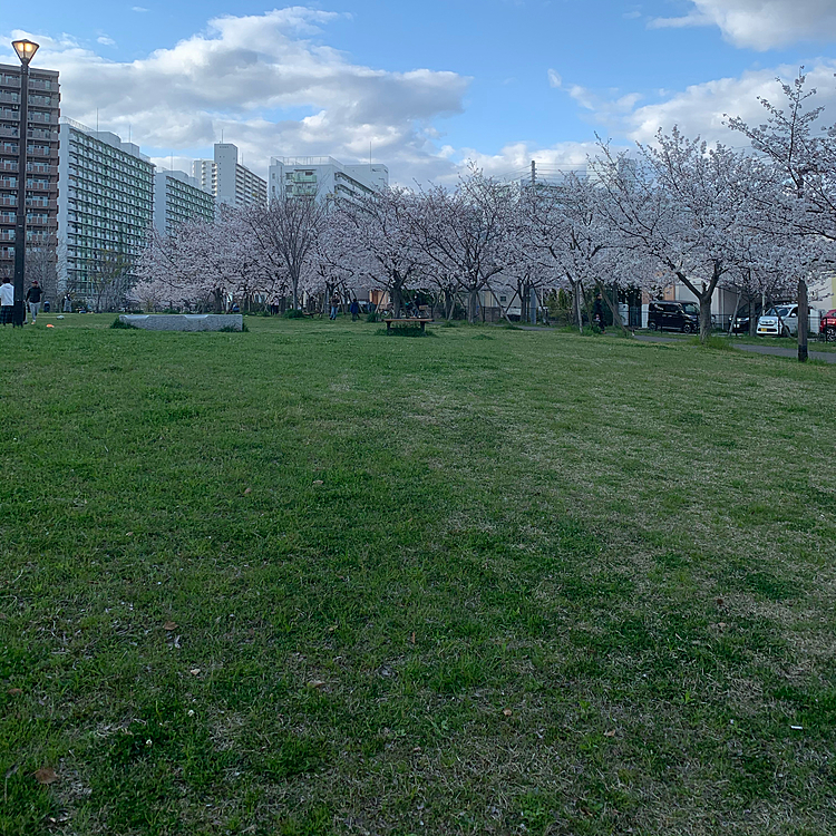 ほんと天気良くて花見日和なのにコロナで今年は花見できず😱
桜の下で昼寝したかったけど来年まで我慢ですね😅

