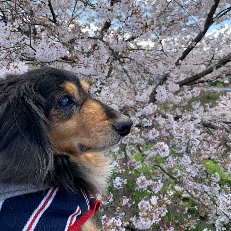 昨日、花寒いお天気の中 こんな時期ですが‥、お花見散歩🐾近くの桜並木🍃🌸へカートで行ってきました
昨年と同じ場所で 記念写真🌸🌸