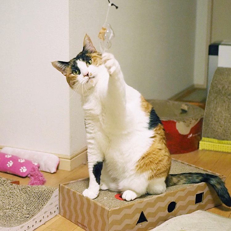 ナイスキャッチ