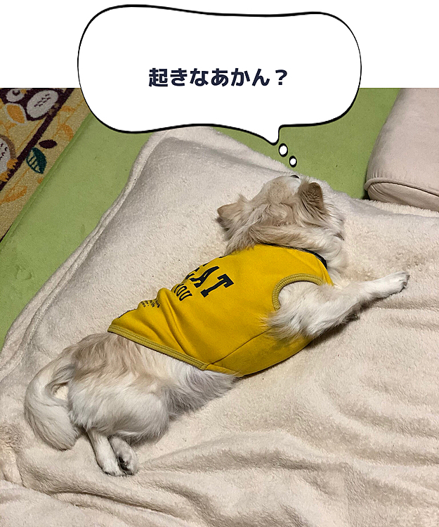 おはようございます😄🐶
今朝の小雪は、電気毛布の虜です🤣