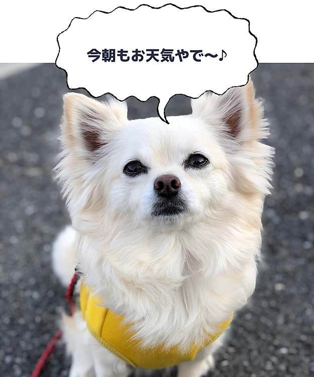 朝ん歩もしっかり歩いてきたよ🐾👣
凛とした空気で目が覚めるね✨
今日も1日、頑張っていきましょう😆🐶