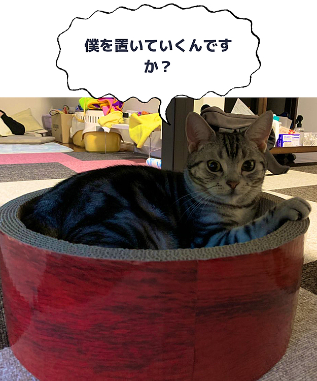仕事前のむぎにゃん🐈❤️