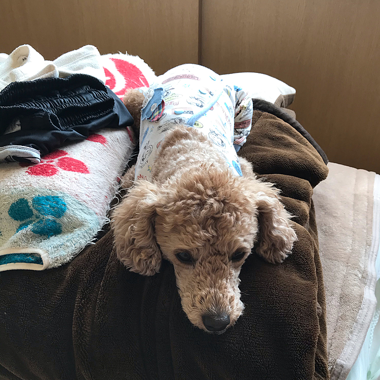 またしても、布団の上で日向ぼっこしてます😊