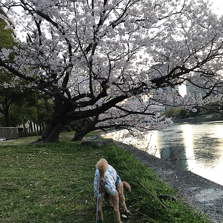 よく見るとだいぶ葉桜になってきてました。またもやアラシさんのオケツ😅